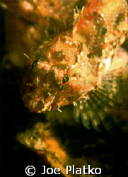 Found this small sculpin underneath a pipeline that ran o... by Joe Platko 